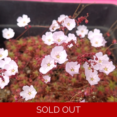 Drosera mannii x omissa, 10+ gemmae